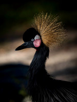 Crane, Blackhead