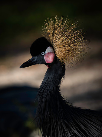Crane, Black Crowned