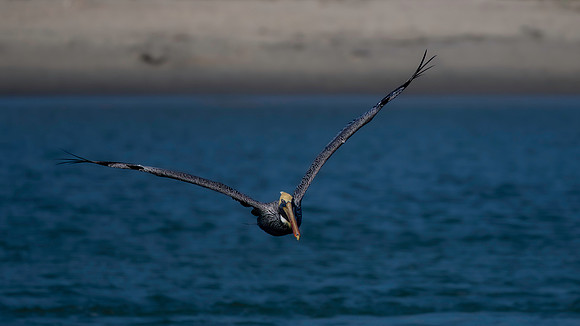 Brown Pelican