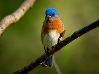Bluebird, Eastern
