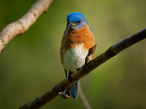 Eastern Bluebird