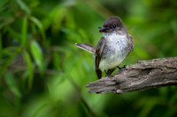 Eastern Phoebe