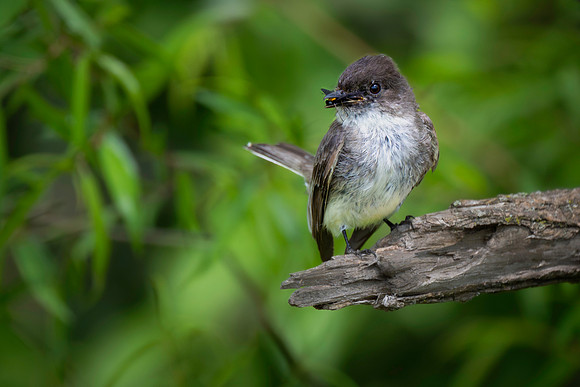 Eastern Phoebe