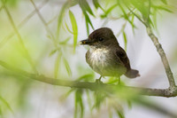 Eastern Phoebe-5