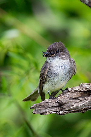 Eastern Phoebe-2