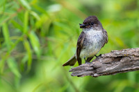 Eastern Phoebe-3