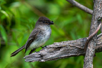 Eastern Phoebe-4