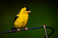 Goldfinch, backyard rail