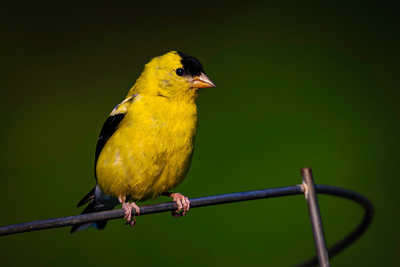 Goldfinch, backyard rail