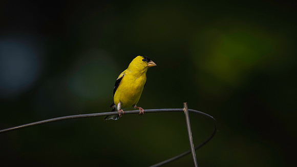 Goldfinc, garden