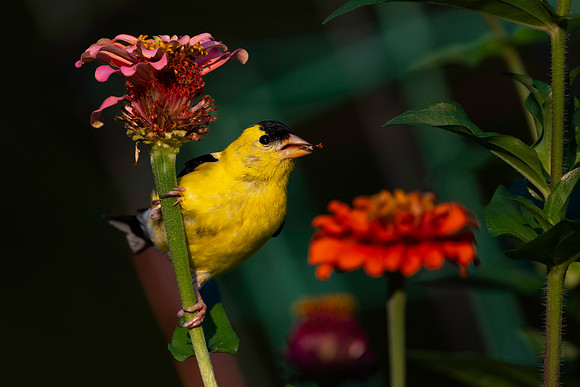 Goldfinch, backyard eating_