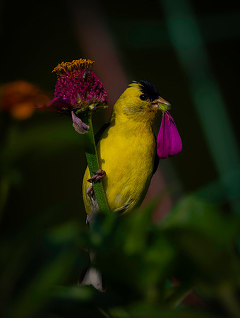 Goldfinch, backyard-7