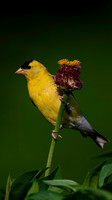 Goldfinch, backyard-5