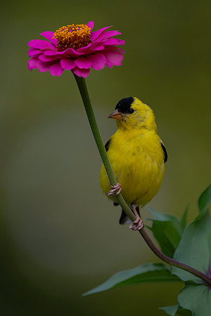 Goldfinch, backyard-3