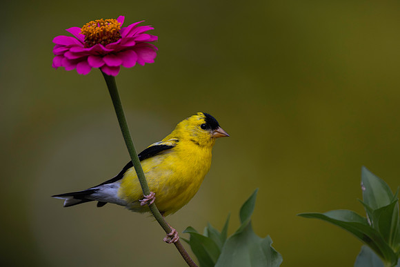 Goldfinch, backyard-2
