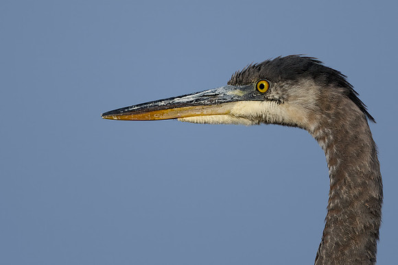 Great Blue Heron head