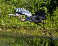 Great Blue Heron-2