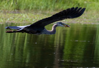 Great Blue Heron-7