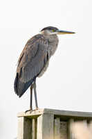 Great Blue Heron_
