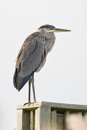 Great Blue Heron_