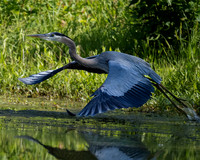 Great Blue Heron