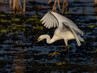 Great Egret