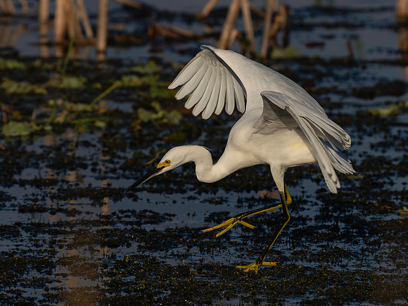 Great Egret