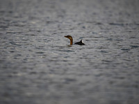 Grebe, Pie-Billed