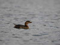 Grebe, Pie-billed-2