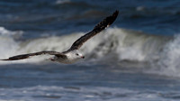 Gull, Herring, Cape May-6