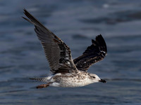 Gull, Herring, Cape May-7