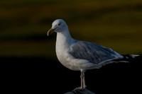 Gulls, Herring