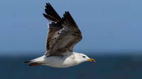 Gull, Herring, Cape May-5