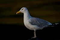Gull, Herring, Cape May-4