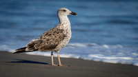 Gull, Great, Black Backed