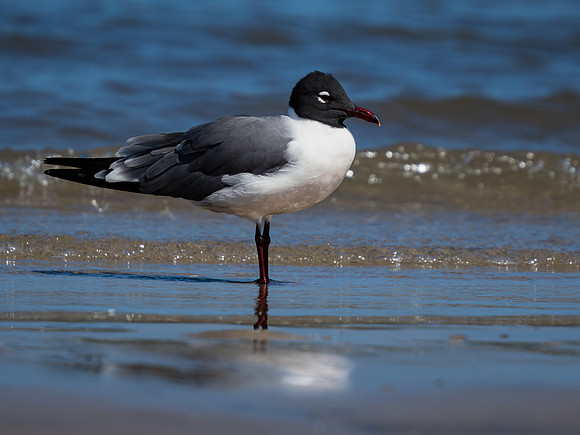 Gull, Laughing
