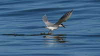 Forster's Tern