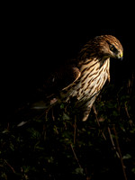 Hawk portraits-5