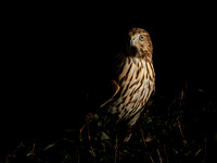 Hawk portraits-6