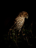 Hawk portraits-7