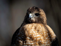 Hawk portraits-2