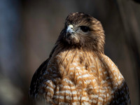 Hawk portraits
