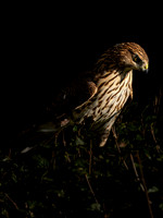 Hawk, backyard-3