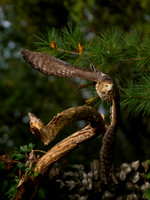 Hawk, backyard-2