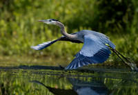 Heron, Great Blue-6