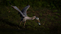 Heron, Great Blue-2