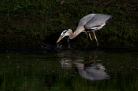 Heron, Great Blue