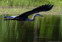 Heron, Great Blue-8
