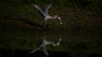 Heron, Great Blue-3