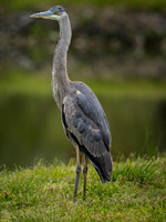 Heron, Great Blue-5